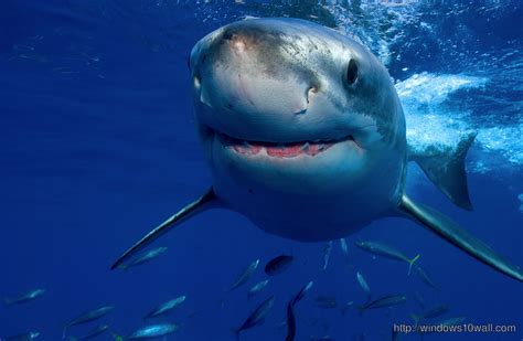 cute shark photos|cute shark desktop wallpaper.